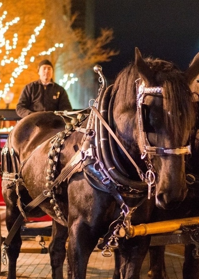 horse and carriage, Christmas décor in the background